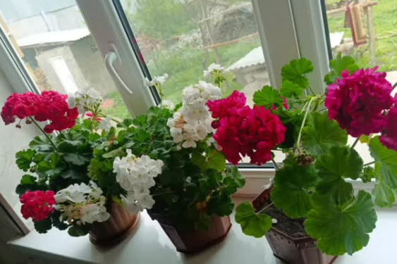 Fertilizatori naturali pentru plante sănătoase și verzi