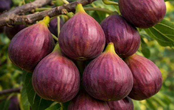 De ce să ai un smochin în grădină: beneficii uimitoare